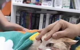 专家谈昆明动物园“猴猫共处”：虐猫非猴的主观行为